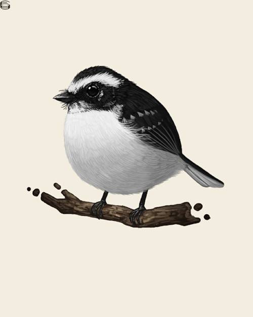 White-browed Fantail