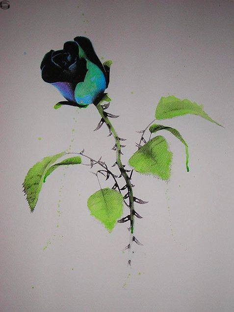 Black Coloured Rose 08
