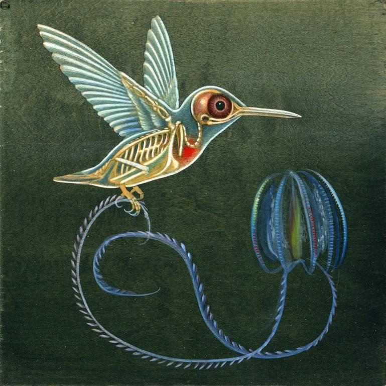 X Ray Hummingbird