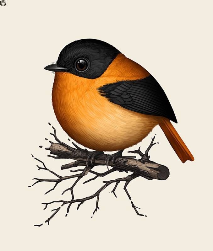 Black-and-Orange Flycatcher