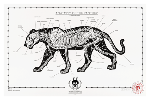 Anatomy Of The Panther: Anatomy Sheet No. 13