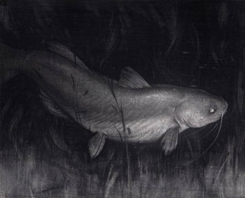 Sam Wolfe Connelly - Blue Catfish