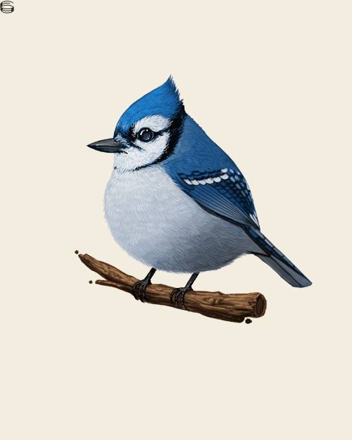 Blue Jay