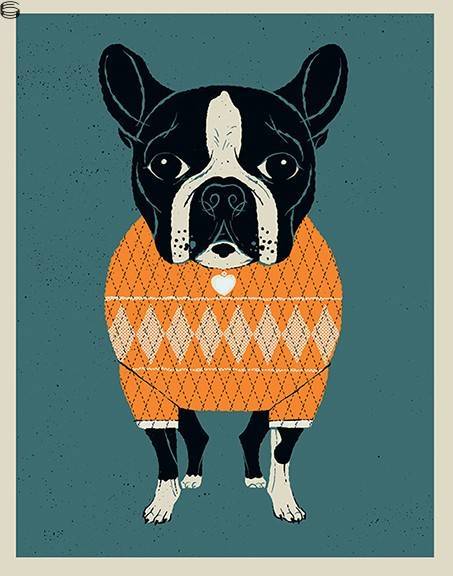 Boston Terrier in a Sweater 18