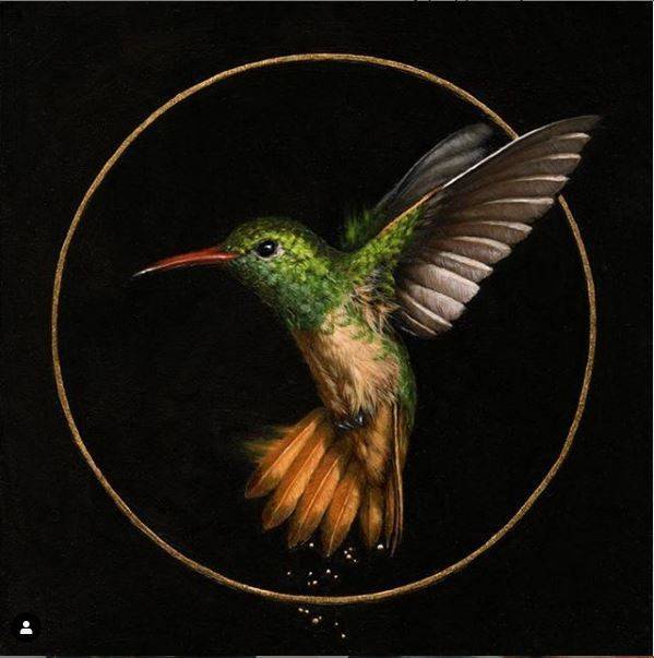 Vanessa Foley - Buff Bellied Hummingbird 19