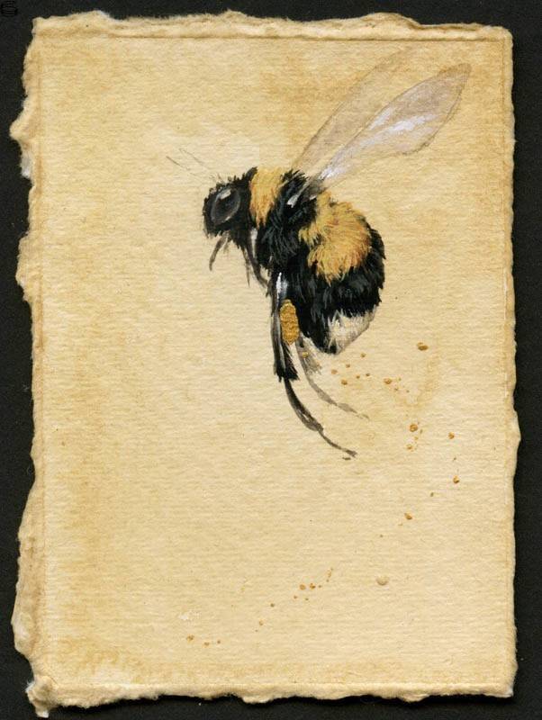 Buff Tailed Bee [2015 Series] 15