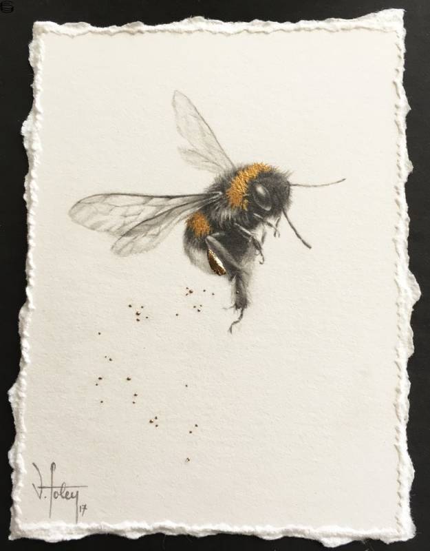 Vanessa Foley - Buff-Tailed Bee and Pollen [2017 Series 4]