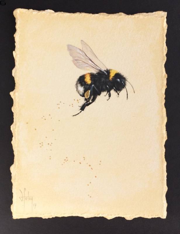 Buff-Tailed Bee and Pollen [2017 Series 5]