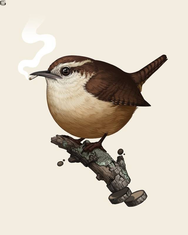 Carolina Wren