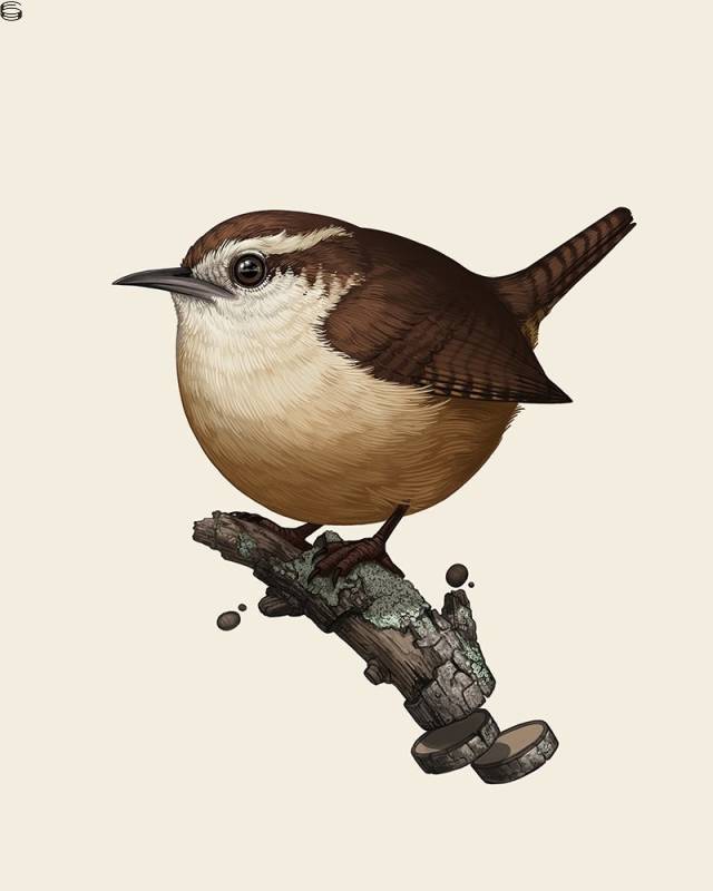 Mike Mitchell - Carolina Wren - Regular Edition