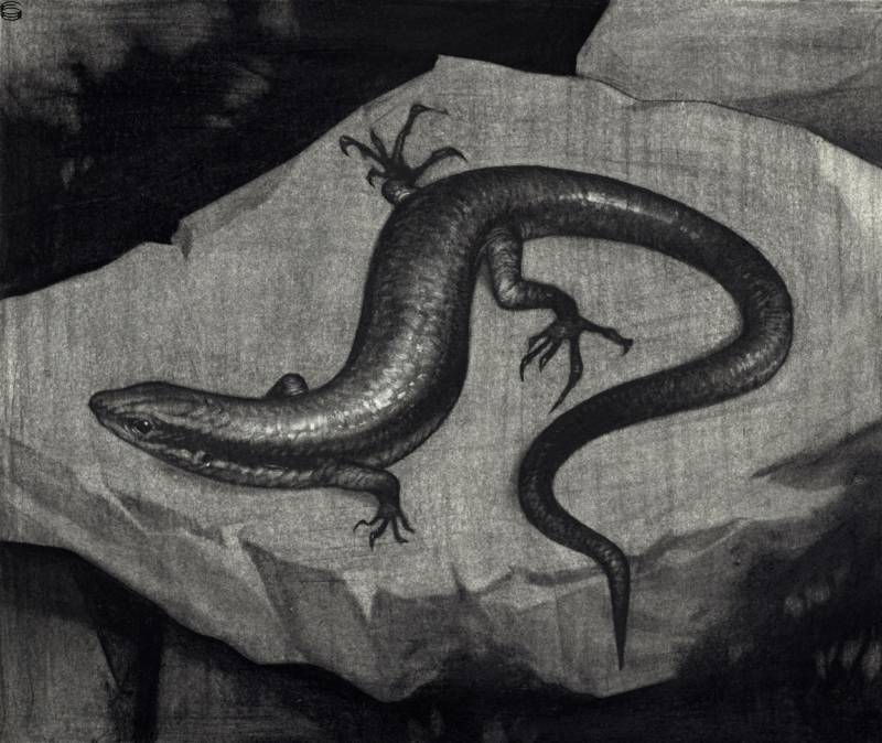 Coal Skink