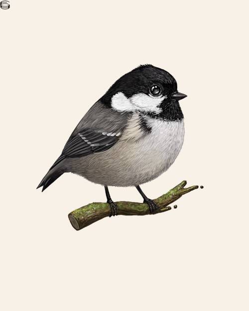 Coal Tit