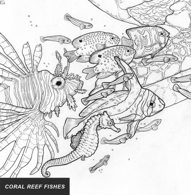 Zoe Keller - Coral Reef Fishes 16