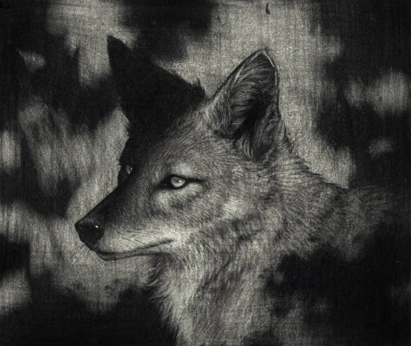 Sam Wolfe Connelly - Coyote