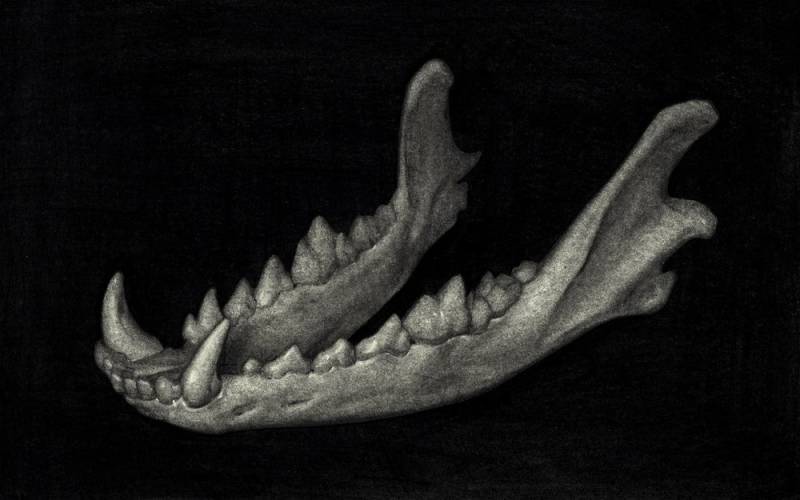 Coyote Jaw