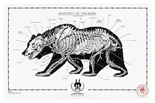 Anatomy Of The Bear: Anatomy Sheet No. 14