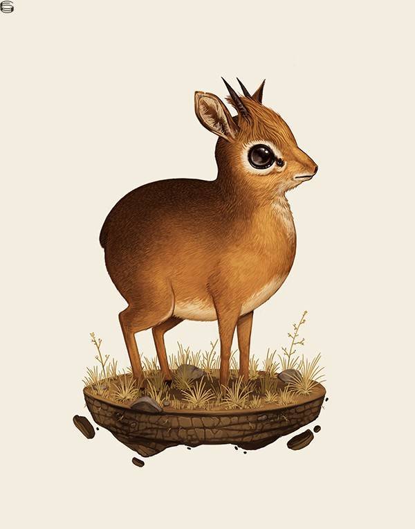 Dik-dik