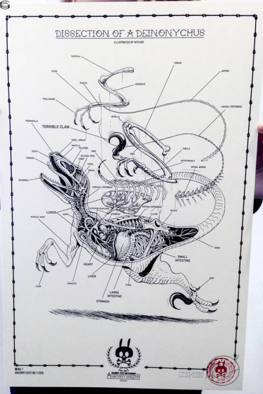 Nychos - DISSECTION OF A DEINONYCHUS: ANATOMY SHEET NO.7