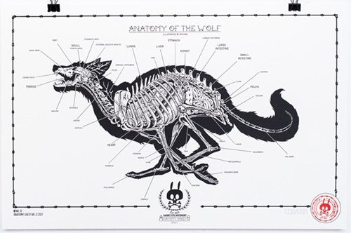 Anatomy Of The Wolf: Anatomy Sheet No.12