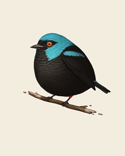 Mike Mitchell - Fat Bird - Scarlet-Thighed Dacnis