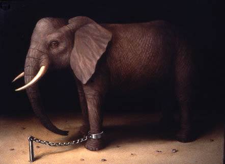 Elephant 95