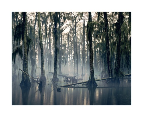 Spanish Moss, Louisiana, USA, 1997