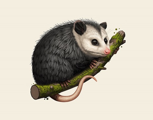 Mike Mitchell - Virginia Opossum