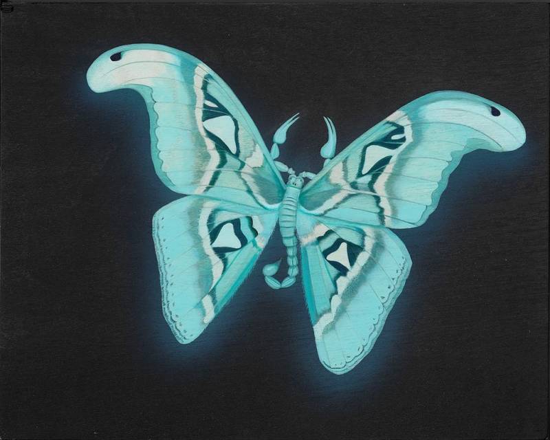 Glowing Atlas Moth