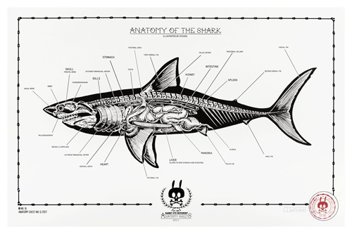 Anatomy Of The Shark: Anatomy Sheet No. 16