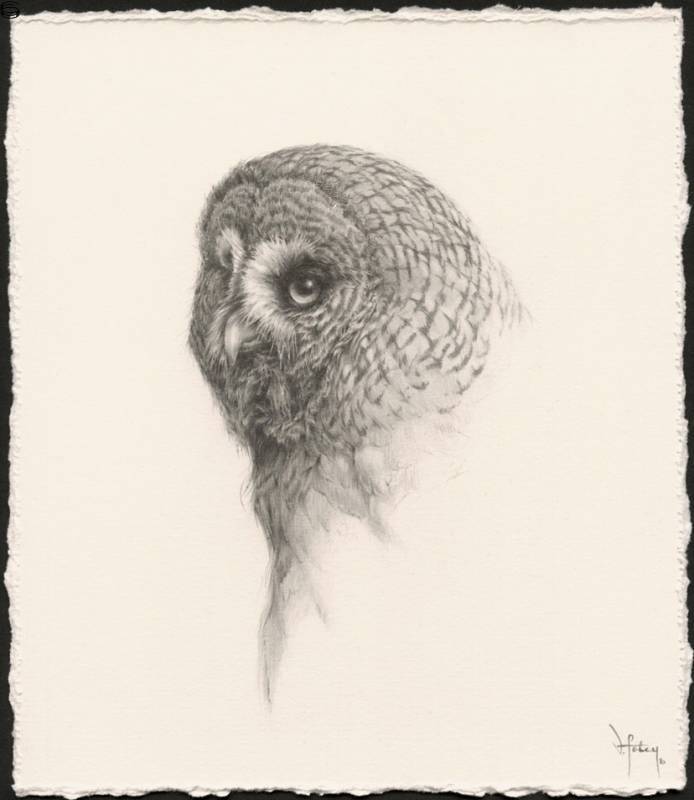 Vanessa Foley - Great Grey Owl ( Study 1 ) 16