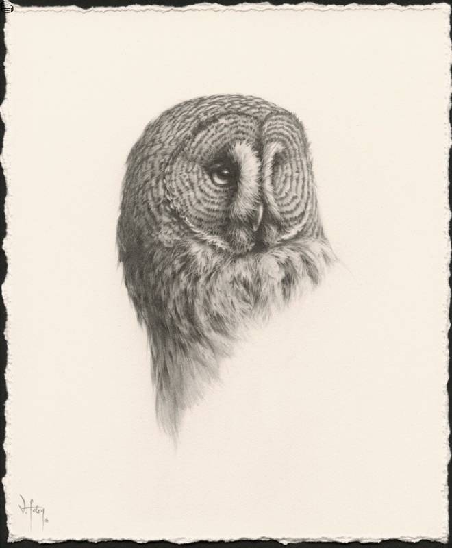 Vanessa Foley - Great Grey Owl ( Study 2 ) 16