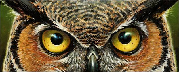 Jason Edmiston - Great Horned Owl