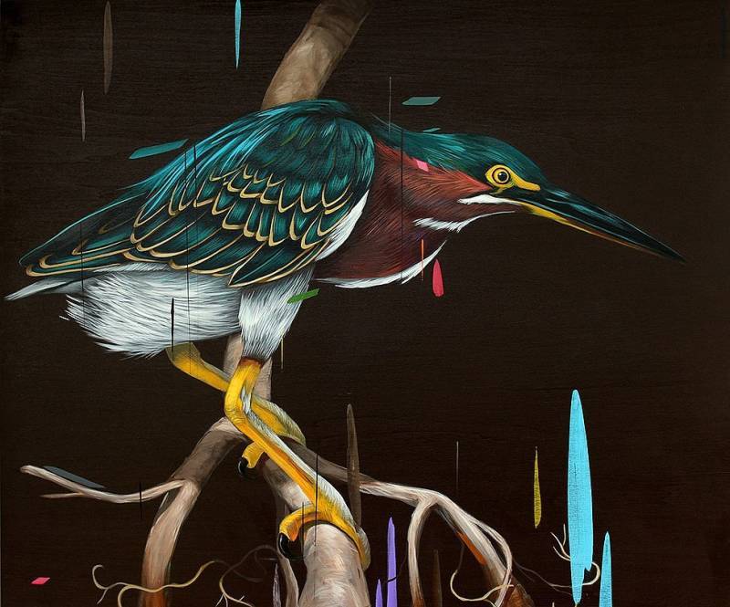 Green Heron 14