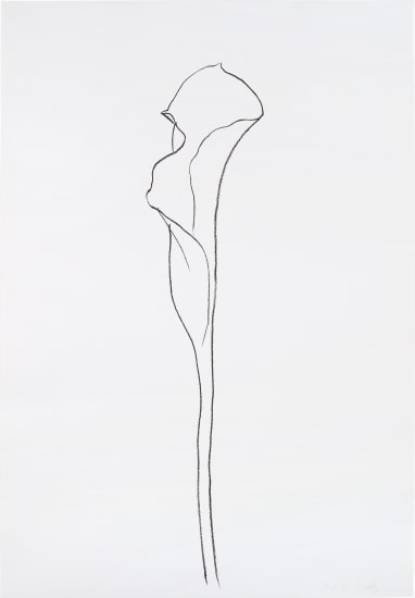 Calla Lily III, from Series of Plant and Flower Lithographs (Gemini G.E.L. 1206 Axsom 211)