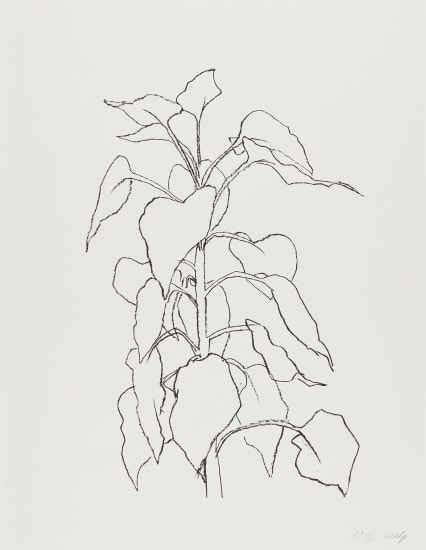 Sunflower II, from Series of Five Plant and Flower Lithographs (G 2010 Axsom 314)