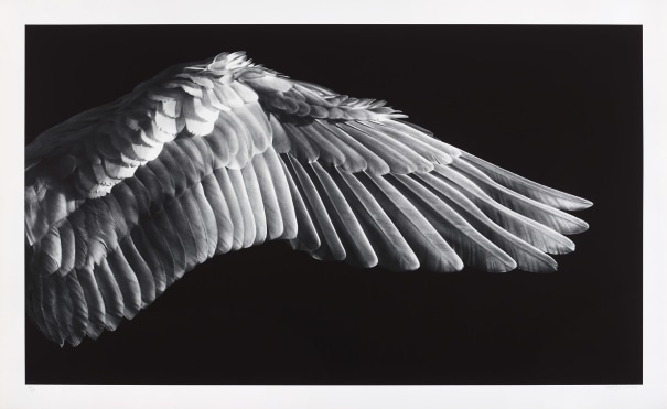 Robert Longo - Untitled (Gabriel's Wing) - First Edition