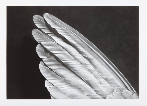 Angels Wing (small version)