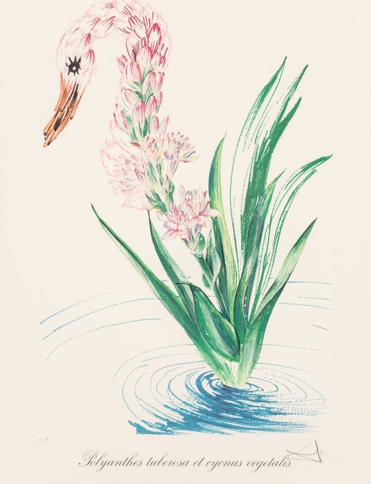 Water-hybiscus + Swan (Surrealist Flowers)