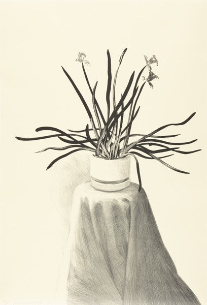 Potted Daffodils (Tyler Graphics 259; Museum of Contemporary Art, Tokyo 237)