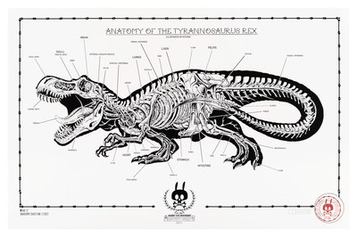 Anatomy of the Tyrannosaurus Rex: Anatomy Sheet 17