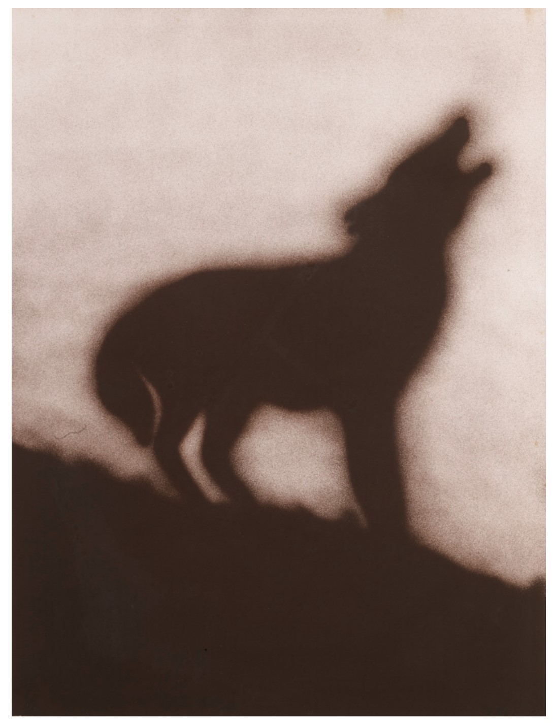 Coyote (Engberg 144)