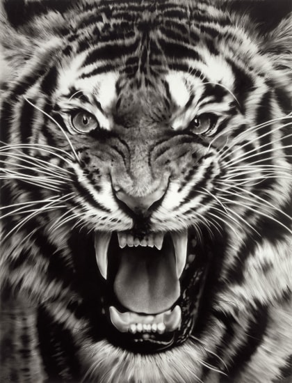 Untitled (Roaring Tiger Print)