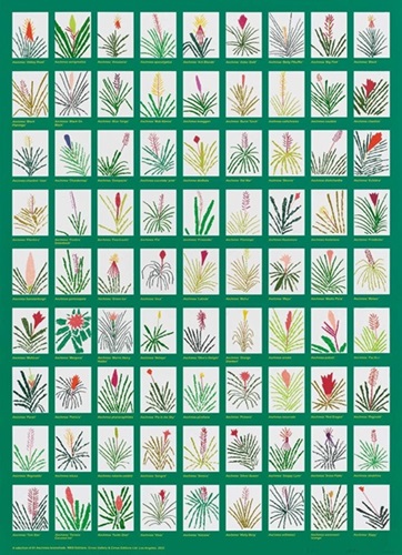 A Selection Of 81 Aechmea Bromeliads