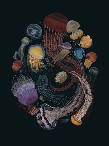 Medusozoa
