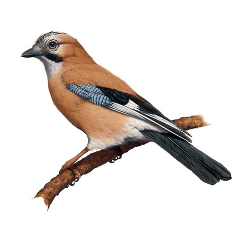 Eurasian Jay